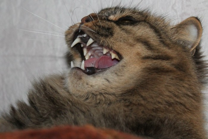 Кошиная жесть