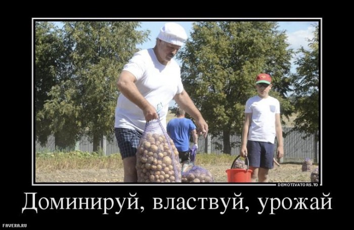 Лукашенко в свой юбилей собирает арбузы. И видно, что любит "дыньки"