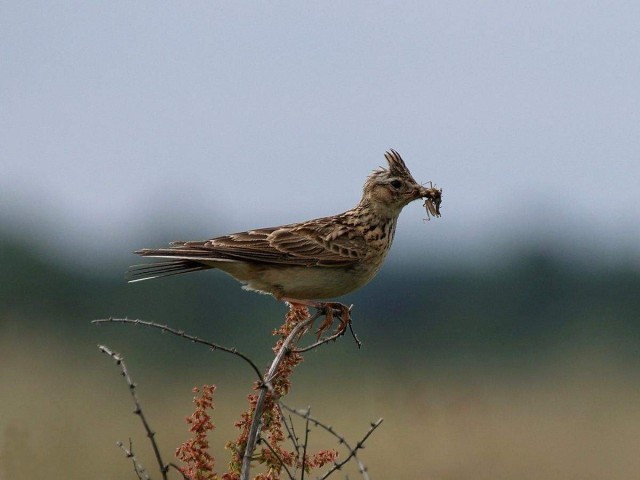 Живность из сети