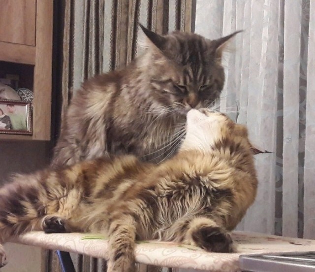 Коты из сети