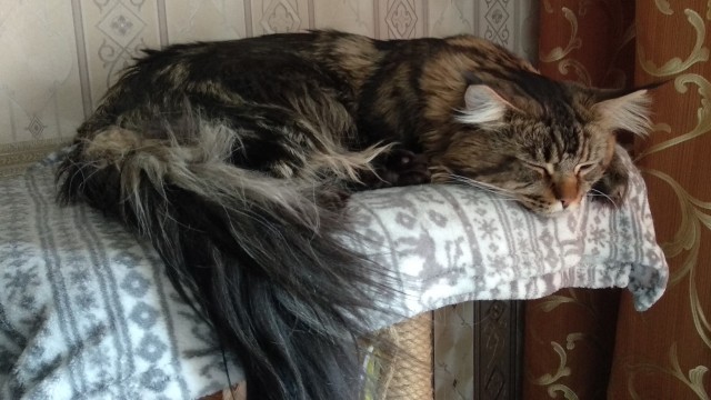 Котовторник