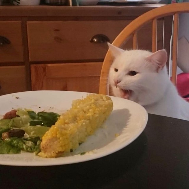 Мемный кот