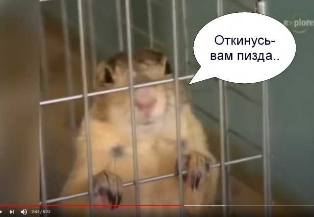 Не понимала, почему Виктор меня мышкой называет, пока не обнаружила целый зоопарк в его телефоне