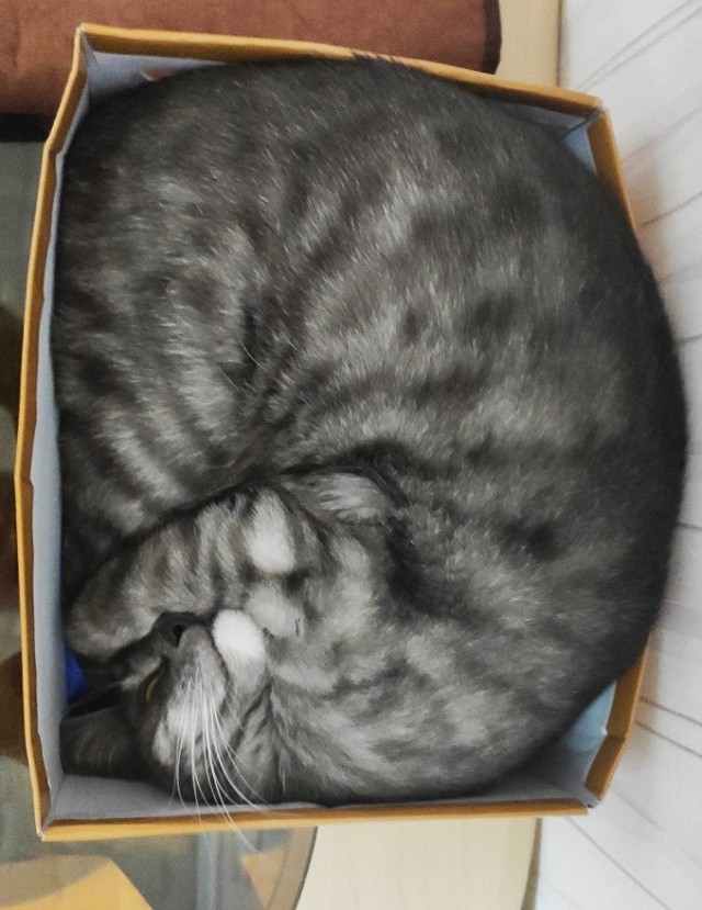Последний котовторник 2020 года
