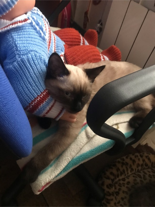 Котовторник. Наша собственная банда