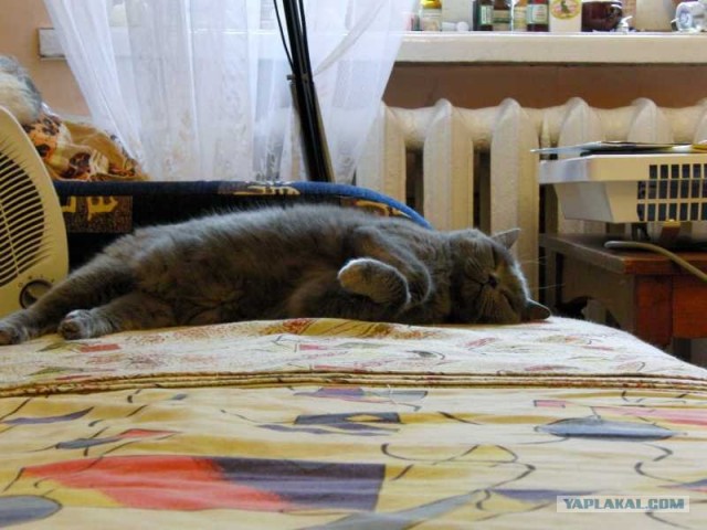 Режим энергосбережения - заснул прямо на весу!