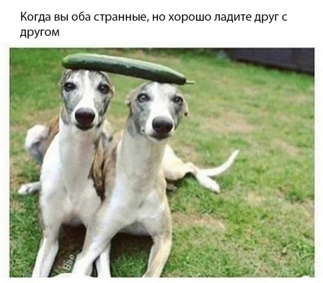 Весёлый полтишок 22.03