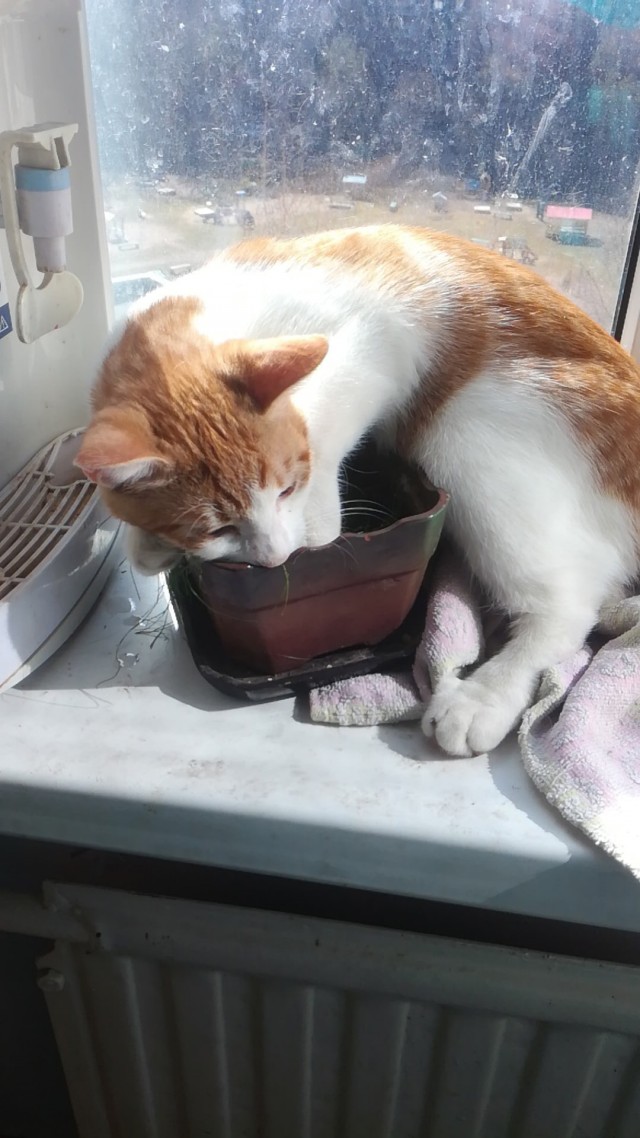Кошки , кошечки, котяры 14.03.21