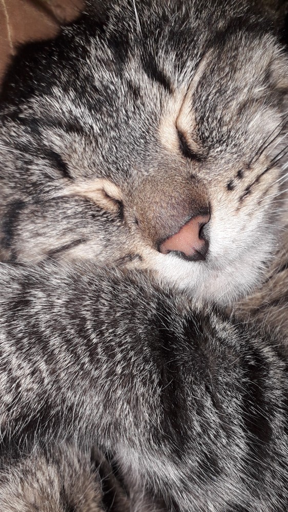 Подборка забавных фото о неподдельных эмоциях котов