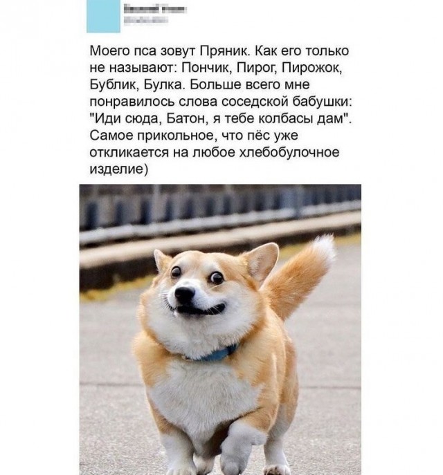 Баянисто-небаянистый юмор 19.07.21