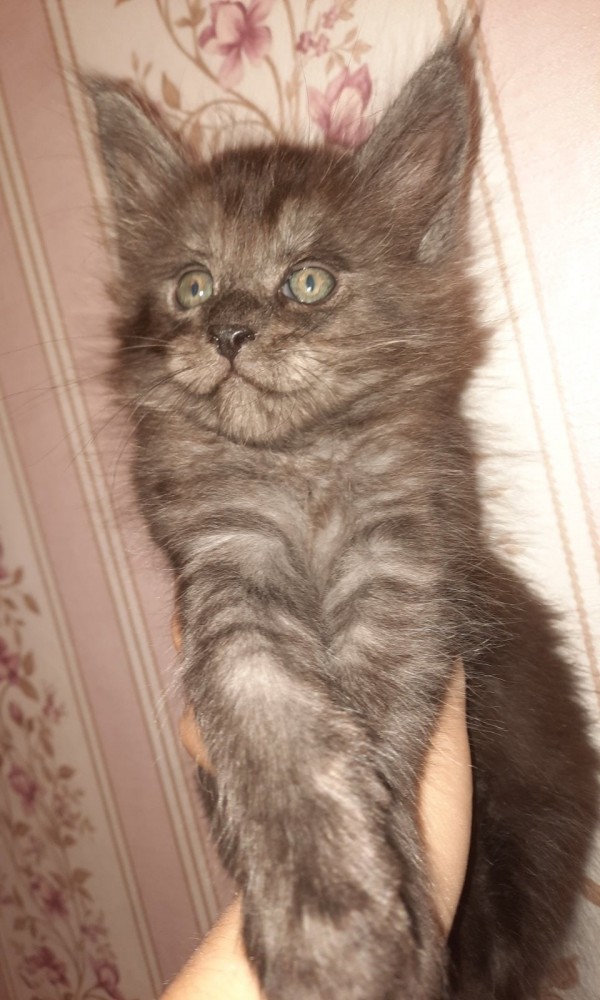 Кот Мейн-кун: царь домашних кошек!