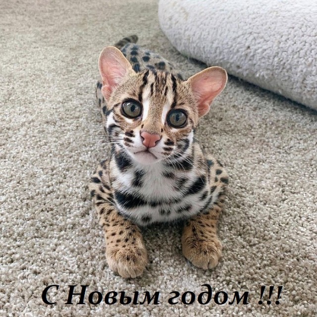 Смешные комментарии из социальных сетей 31.12.21