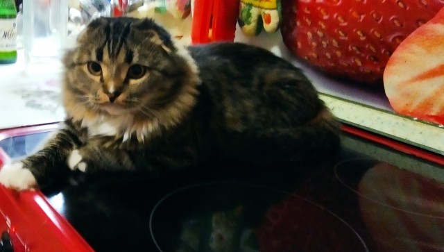 Что-то котовторник никто не начинает...