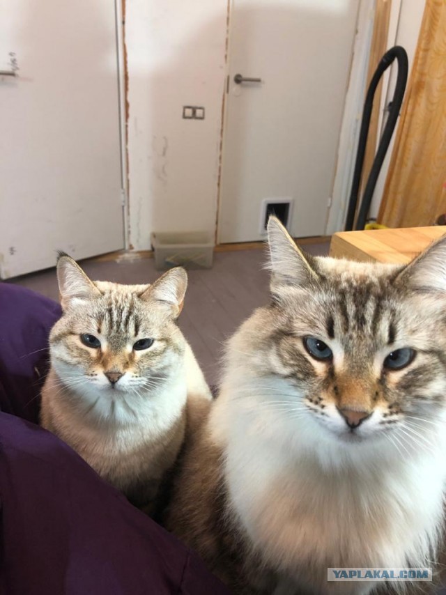 Котовторник 25.01.22