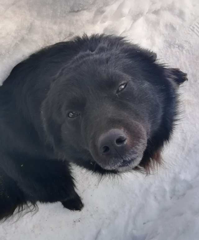 Собачий четверг же