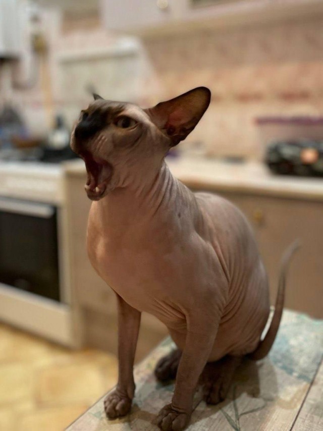 А ваши котейки че счас делают?