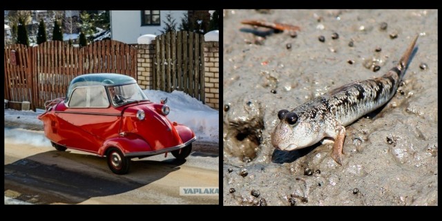 «Заводной апельсин», «электричка» Калашникова и другие машины, созданные не автокомпаниями