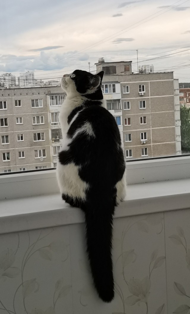 Начну котовторник чуть раньше!