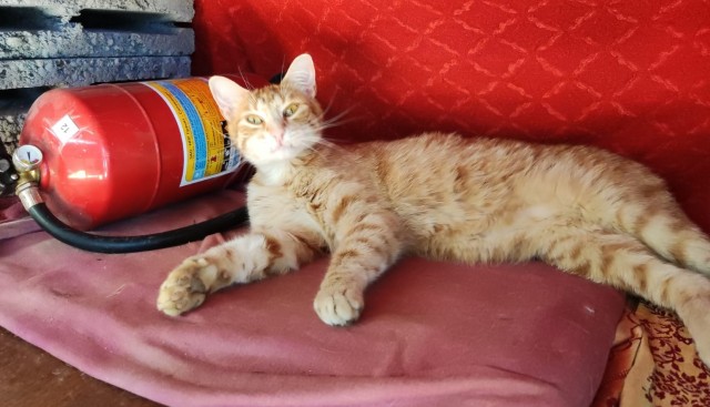 Котик с приюта