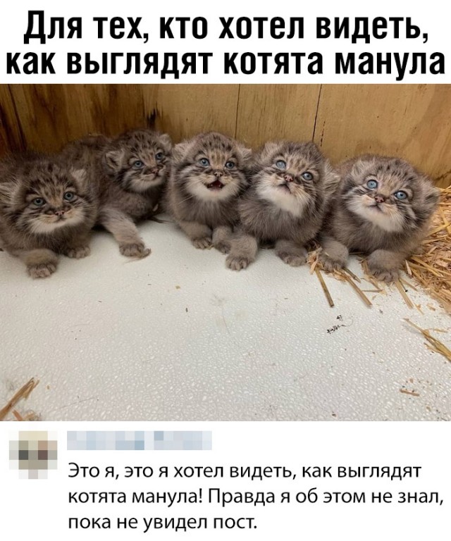 Котенок манула учиться греть лапки