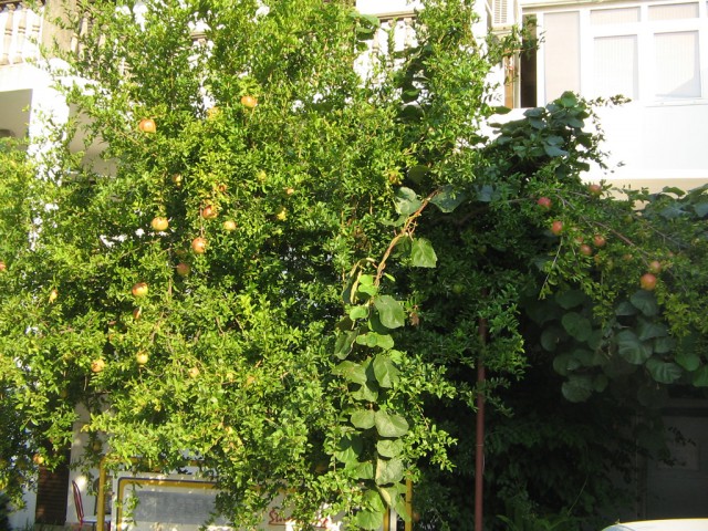 Отдых в Черногории (сентябрь 2012)