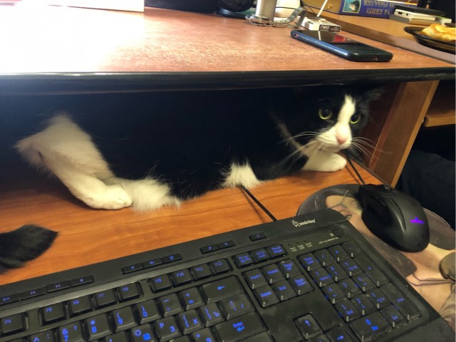 Котовторник 1.11.22