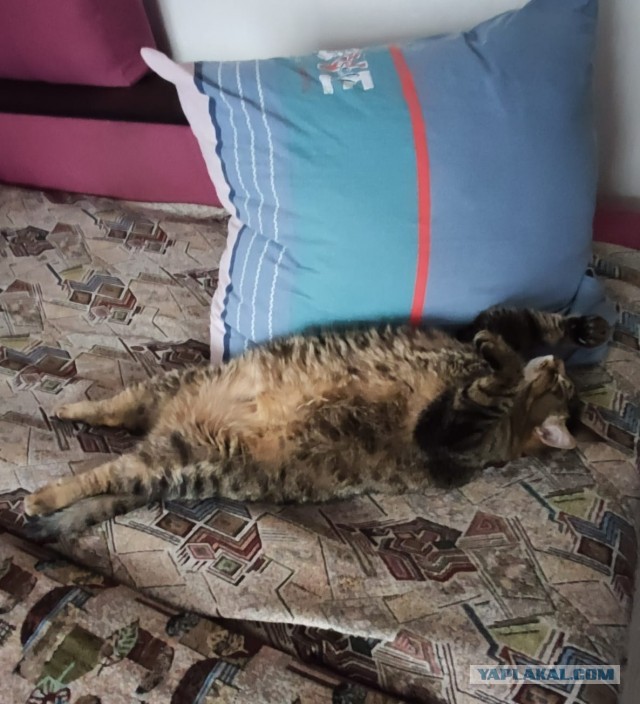 Кормите быстро!