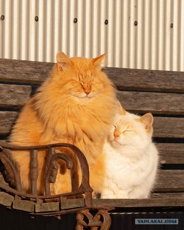 Котоюмор на ЯП. Веселые кото-картинки!