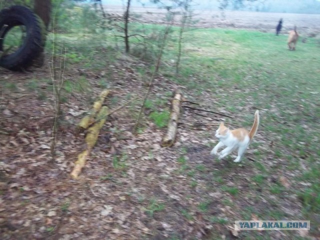 Жизнь домашнего приюта для котеек 443