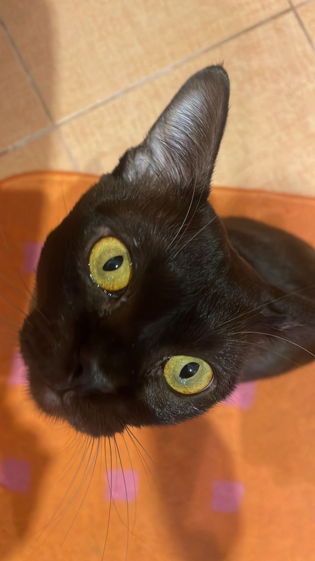 Котофторниг