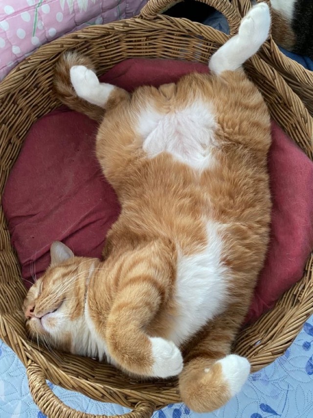 Позы для сна у кошек - что они означают?