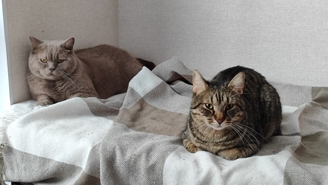 Кот взятый с дачи. Продолжение