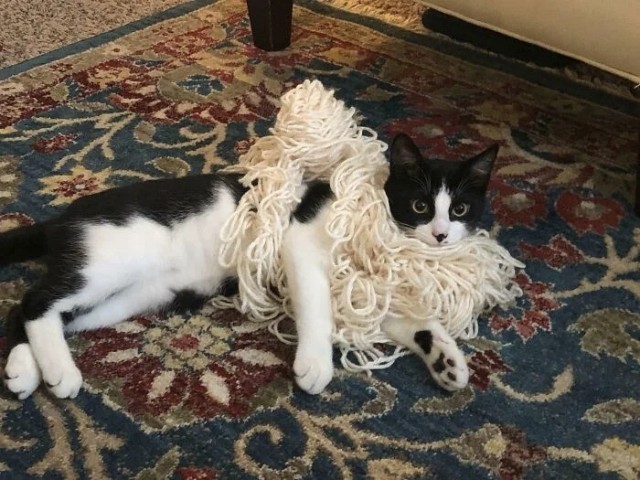 Котовторник в картинках