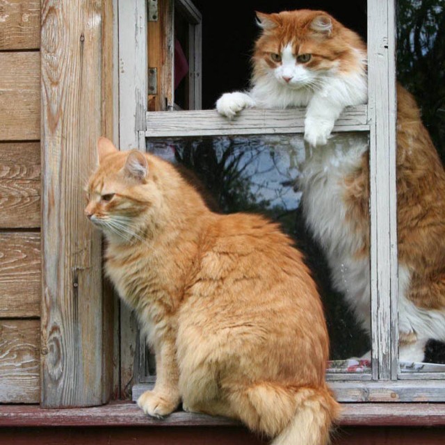 Коты деревенской породы