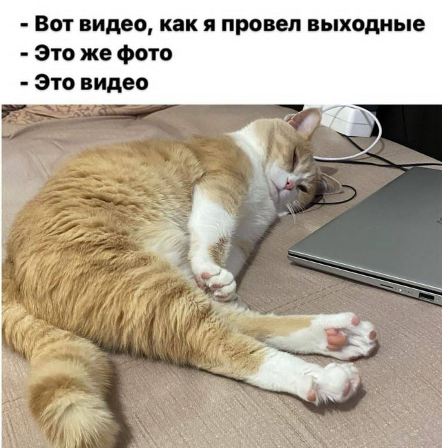 Вставай, дура, жрать хочу