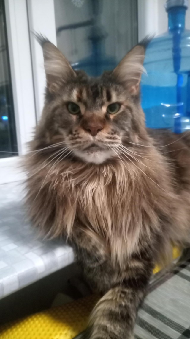 Котовторник