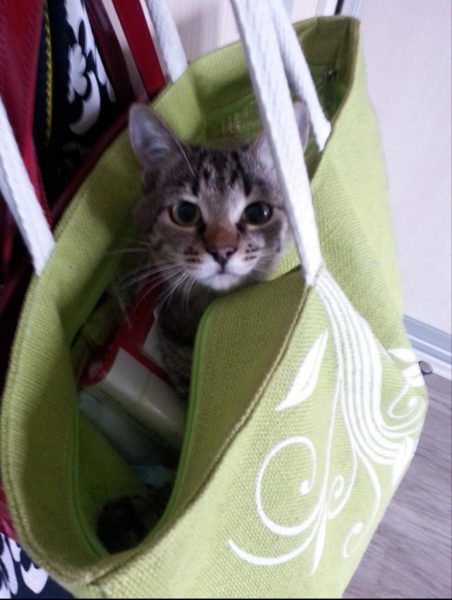 Коробочки наше фсё