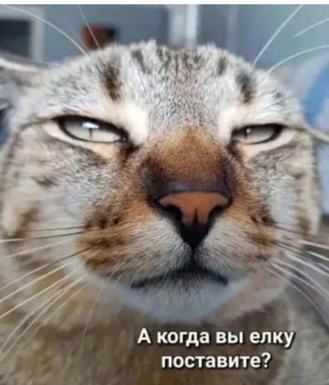 Котовторник в картинках