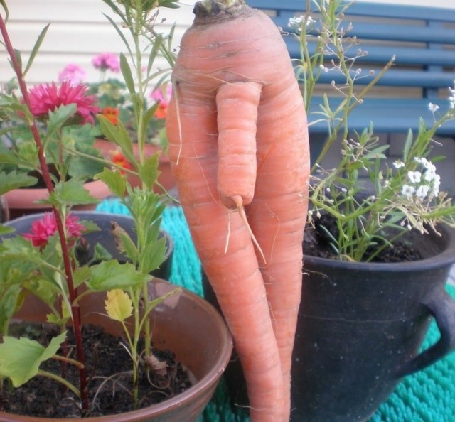 Любовь зла,полюбишь и морковь