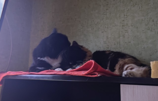 Котики