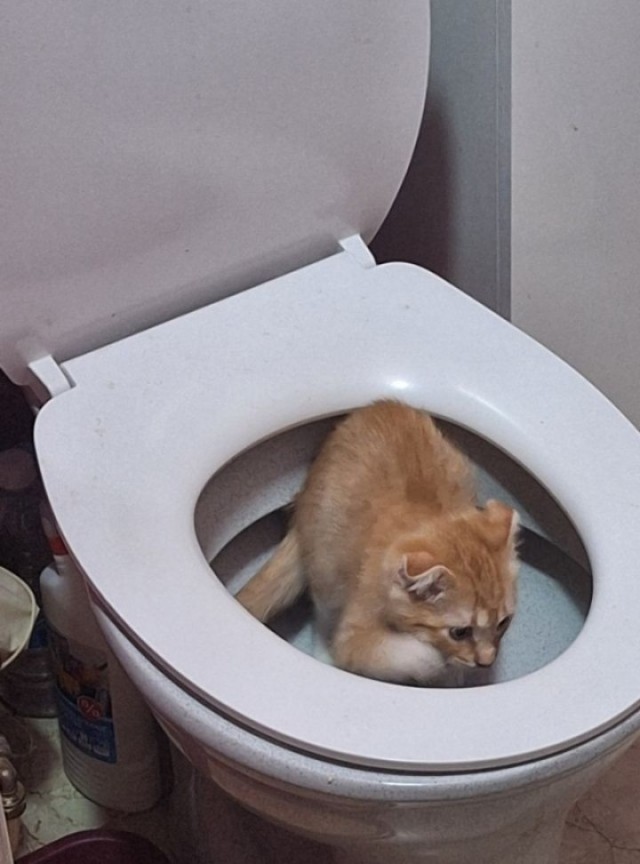 Котовторник скоро.
