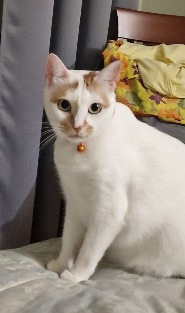 К предстоящему котовторнику