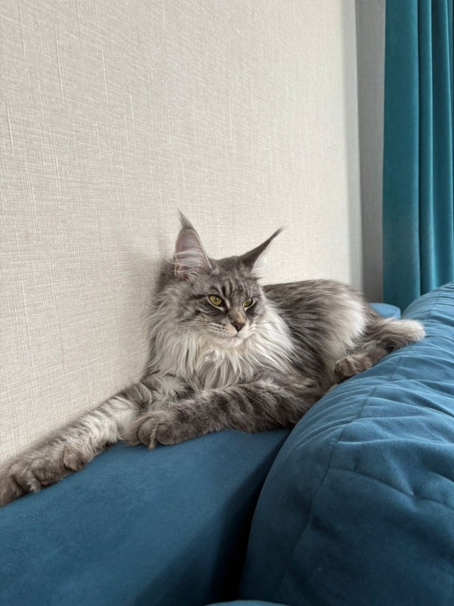 Кот мейн-кун, о котором не заботились