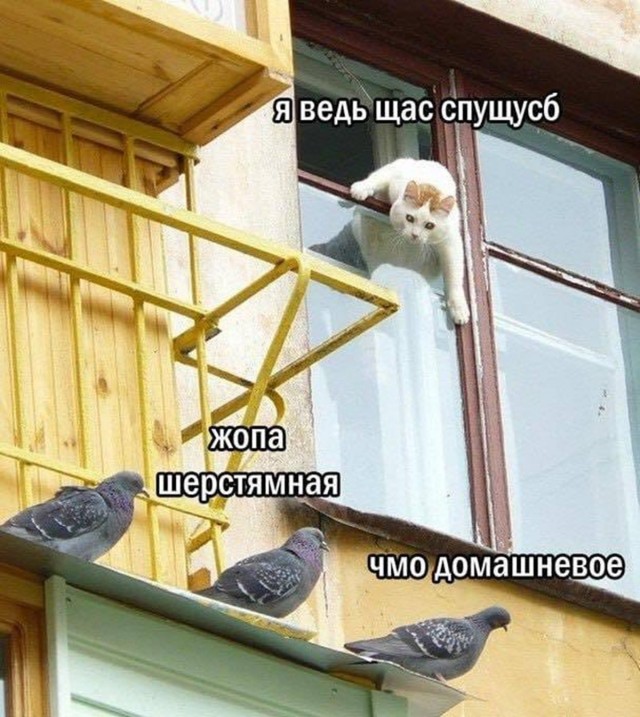 Недосягаемый голубь