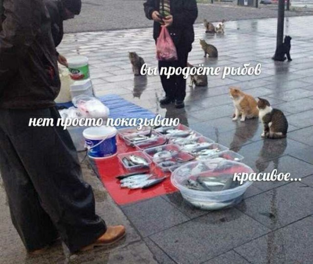 В Госдуме предложили сделать четверг «рыбным» днём и продавать рыбу в этот день в магазинах со скидкой 50%