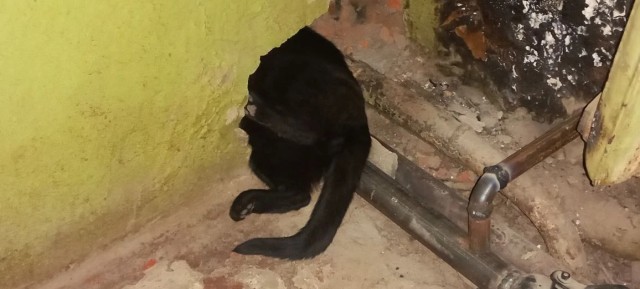 Котовторник
