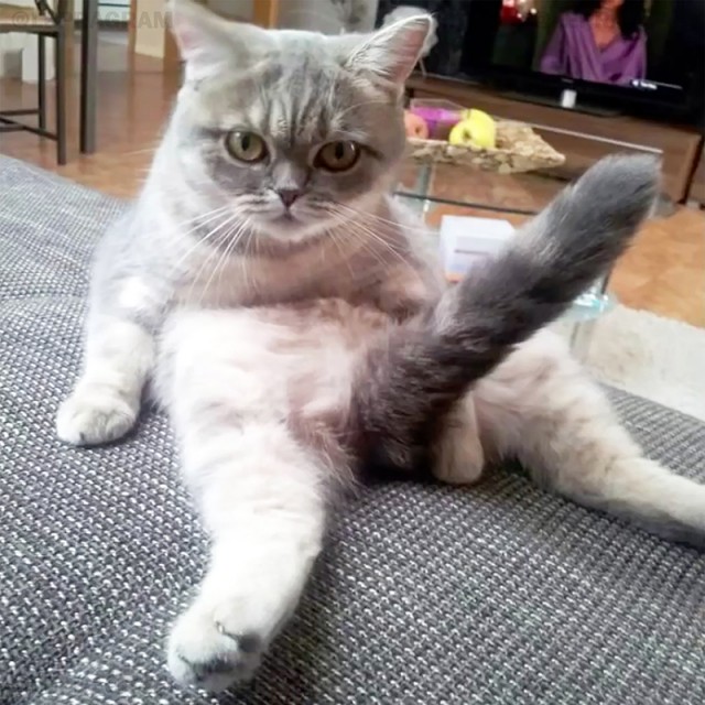 Сегодня отмечается День большого члена