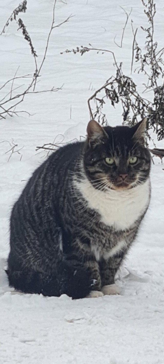Котов вторник