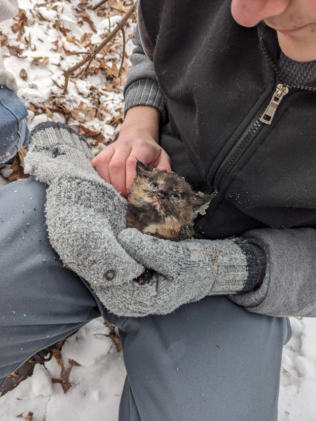 Добрые христиане из Северной Каролины нашли в лесу маленького замёрзшего котёнка