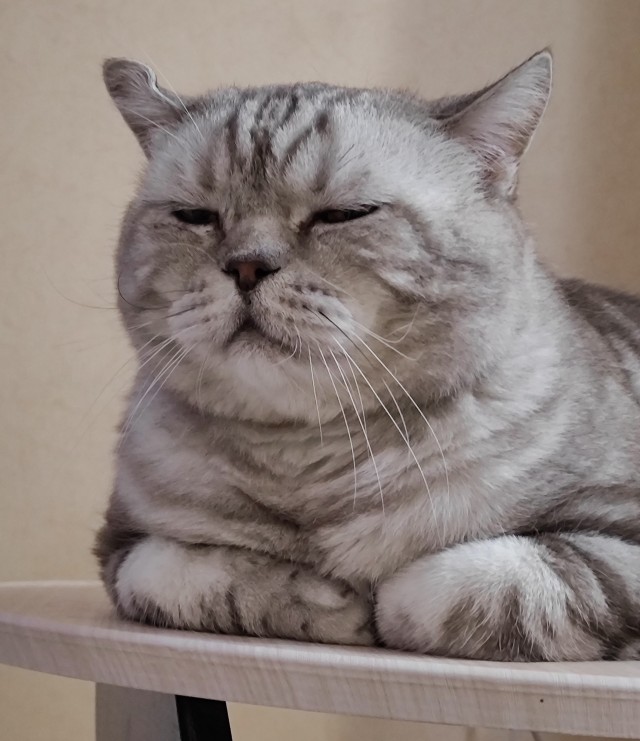 А котовторник уже пришёл?